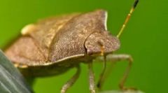 Přírodní nepřátelé klopov