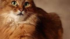 Eukanuba: dobytek pro nejkvalitnější kočky