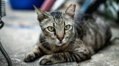 Evropská krátkosrstá kočka