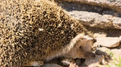 Hedgehog daursky