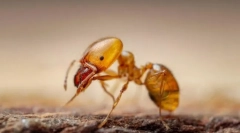 Pharaoh ant