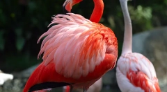 Flamingo obyčejný