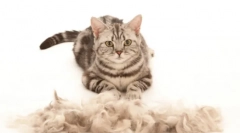 Cat furitator: nepostradatelný gadget pro broušení a domácí péči