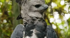 Lupič