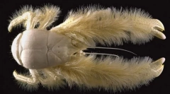 Kde je chlupatý krab?