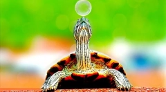 Kde žijí želvy, životní prostředí a stanoviště