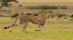 Cheetah: zajímavá fakta o rychlém predátoru