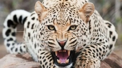 Gepard