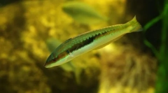 Hermaphroditismus mezi rybami