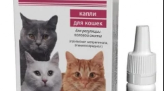 Gestrenol pro kočky: případy jmenování a doporučení pro použití