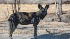 Hyeno ve tvaru psa nebo afrického divokého psa (25 fotografií)