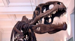 Giganotosaurus