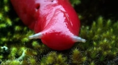 Obří růžová hora slug caputar (5 fotografií)