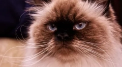 Himalayan cat: plemeno, nikdy žít v horách