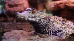Glad caiman