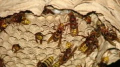 Zásuvka koní a způsoby, jak zničit