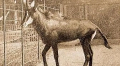 Modrý antilop