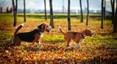 Hound dog: výběr plemene