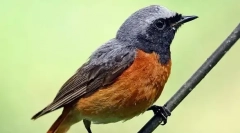 Redstart. \ t