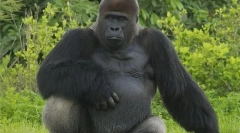 Gorila