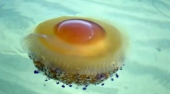 Půvabný a nebezpečný: 10 nejkrásnějších medúzy na světě