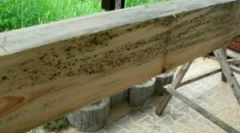 Houba na dřevo a zpracování dřeva z formy