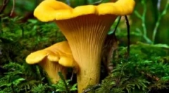 Houby chanterelles od parazitů
