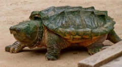 Přemostění želvy