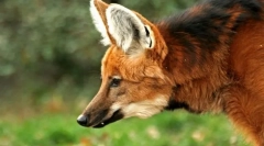 Životní vlk (guara)