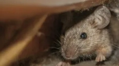 Jsou montážní pěna myš myš?