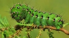 Caterpillars v přírodě a domov