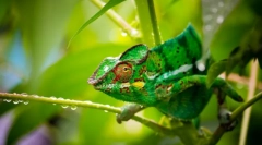 Chameleon (fotografie): skutečný spiklenecká
