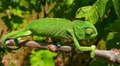 Chameleon obyčejný