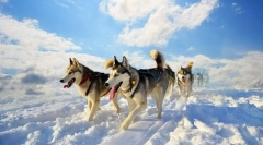 Husky (foto): čerstvý-milující a nezávislý jízdní pes