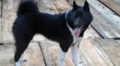 Husky a jako - hledáme rozdíly