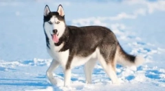 Husky: teorie názvu původu