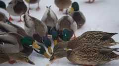 Chléb - nepřítel pro kachny a jiné vodní ptactvo