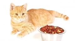 Holastic cat město: recenze a podrobný přehled o nejlepším krmivu