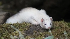 Ferret popis, životní styl, stanoviště, kde žije
