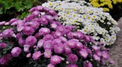 Chryzantémum sadovaya