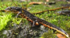 Sledoval obojživelníky