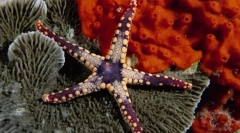 Icharkin a mollusks