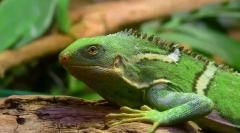 Iguana fijian pruhovaný