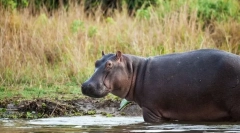 Mají polštář pro nic: 10 zvířat, která téměř nebo nespí vůbec
