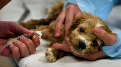 Imuno-zprostředkovaná onemocnění