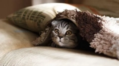 Zajímavé o kočkách