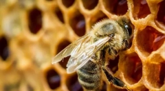 Zajímavé o včelách