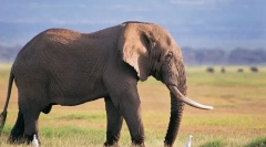 Zajímavé o slona