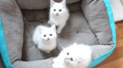 Zajímavá fakta o bílých modrookých kočkách