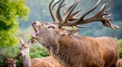 Zajímavá fakta o vzácných jelenech